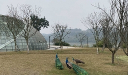 江安长江竹岛的孔雀有点漂亮！